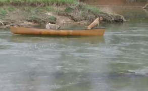 Insolite, un chien sauve « ses potes » de la dérive !