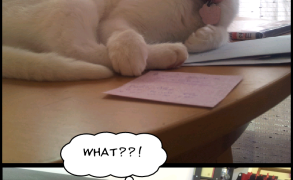 Les chats sont drôles… et intelligents ! (lolcats)