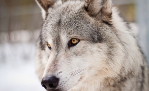 Une minute de philosophie : Waka et les loups