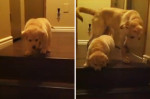 Puppy apprend à descendre les escaliers ♥