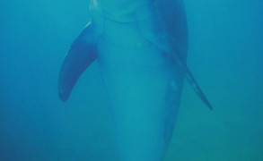 Un dauphin blessé « demande » de l’aide à des plongeurs