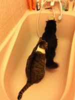 Mon chat et moi • Un matin comme les autres dans ma salle de bain
