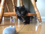 chaton souris mécanique - kitten remote control mouse