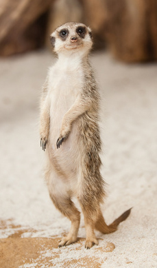 Gonzesses ? Gonzesses ? Où qu'elles sont les gonzesses ??