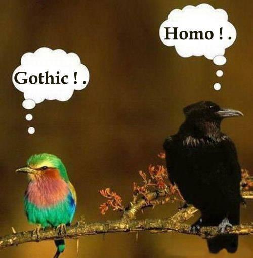 préjugés stéréoypes - oiseaux gothique homo