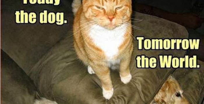 today the dog tomorrow the world - conspiration des chats