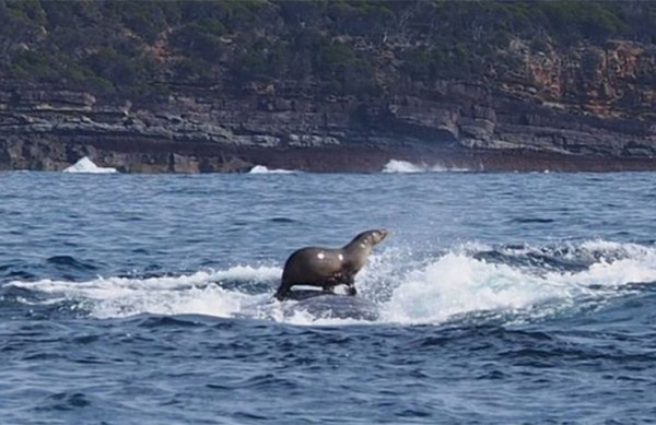 phoque surfe baleine - revue de presse